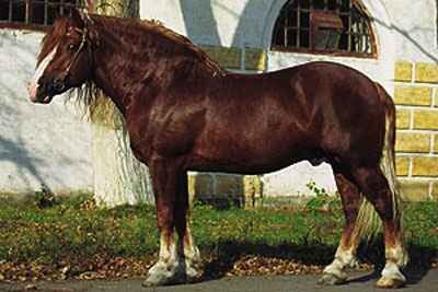 Sowjetisches Kaltblut: moderne Fleischrasse in der Pferdezucht