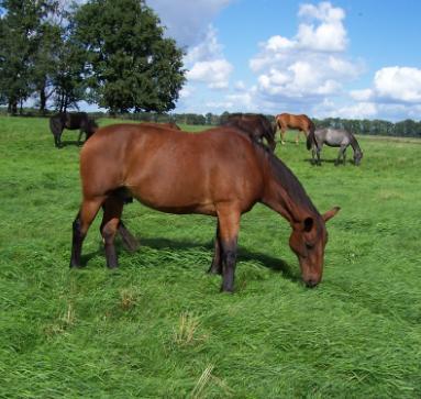 schlachtreifes Altpferd: Wallach mit Weidemast