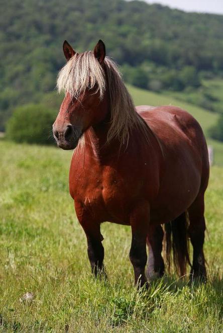 Fleischrasse 'Burguete': Stute