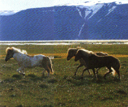 Icelandic horses in their native environment