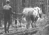 Arbeitspferde in der Forstwirtschaft knnen etwa 10 Jahre lang eingesetzt werden.