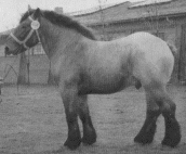 vollfleischiges Kaltblut, 14 Jahre, 890 Kg, ca. 630 Kg Fleischertrag