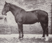 schlachtreifes Mastpferd (schweres Warmblut), 24 Monate, 600 Kg, ca. 410 Kg Fleischertrag