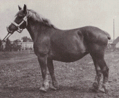 Kaltblut-Zuchtstute, 4 Jahre, ca. 800 Kg